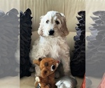 Small Photo #1 Goldendoodle-Poodle (Standard) Mix Puppy For Sale in RIALTO, CA, USA