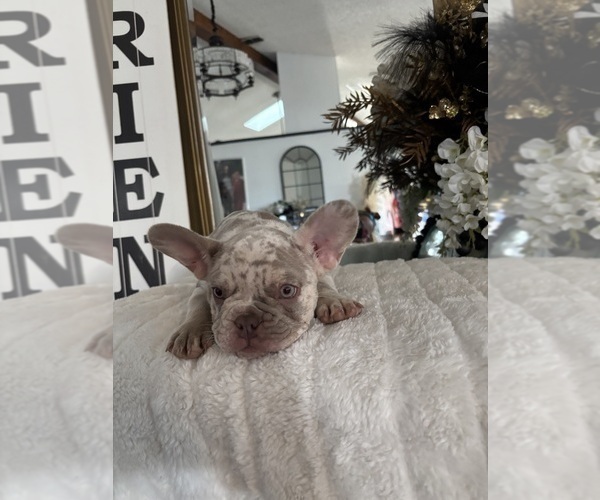 Medium Photo #5 French Bulldog Puppy For Sale in SPRING HILL, FL, USA