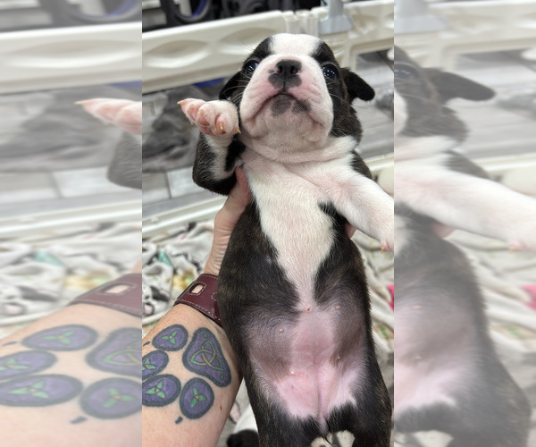 Medium Photo #6 Boston Terrier Puppy For Sale in CRYSTAL, MN, USA