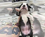 Small #5 Boston Terrier