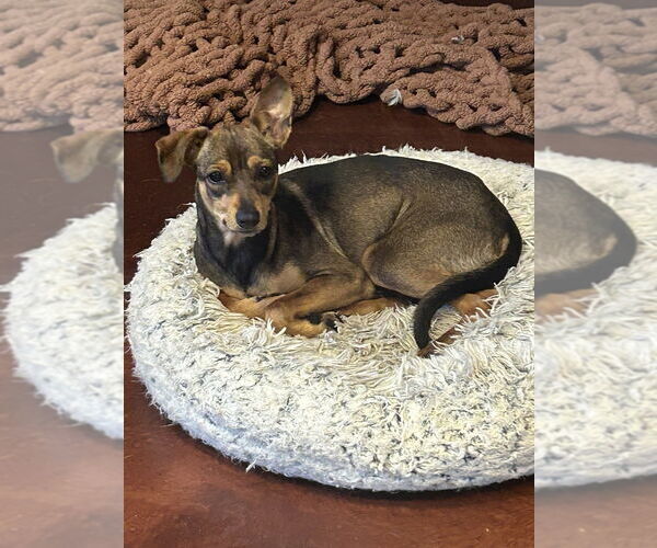 Medium Photo #3 Miniature Pinscher-Unknown Mix Puppy For Sale in San Diego , CA, USA