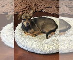 Small #2 Miniature Pinscher Mix