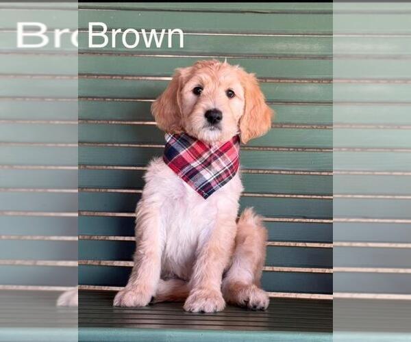 Medium Photo #8 Double Doodle Puppy For Sale in HESPERIA, CA, USA
