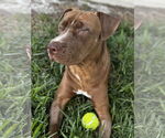Small #5 American Pit Bull Terrier Mix