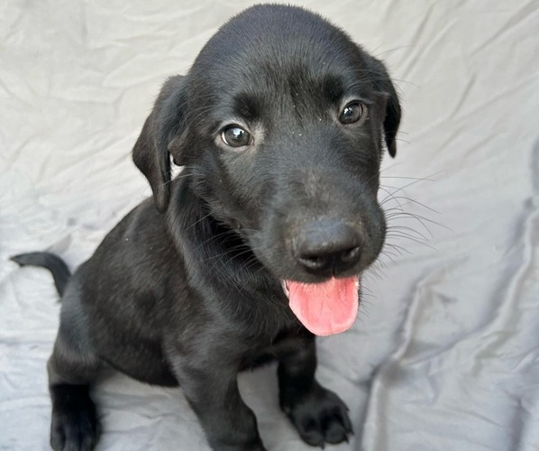 Medium Photo #1 Labrador Retriever Puppy For Sale in DONNELLSON, IA, USA