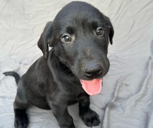 Medium Labrador Retriever