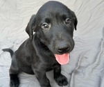 Puppy Red boy Labrador Retriever