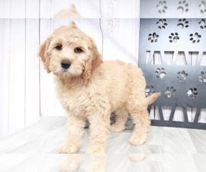Cavapoo Puppy for sale in MARIETTA, GA, USA