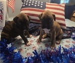 Small #7 Boxer