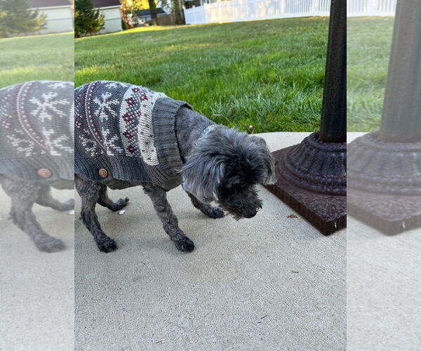 Medium Photo #4 ShihPoo Puppy For Sale in Cuyahoga Falls , OH, USA