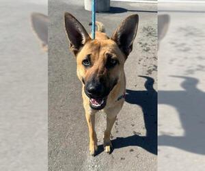 Mutt Dogs for adoption in Lathrop, CA, USA
