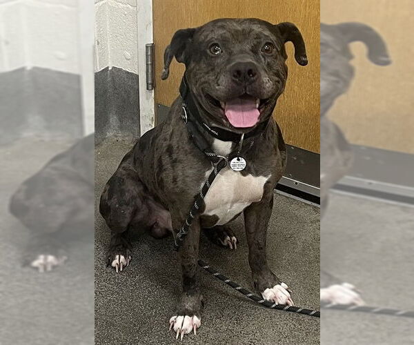 Medium Photo #1 Mutt Puppy For Sale in Forestville, MD, USA