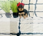 Small #1 Yorkshire Terrier