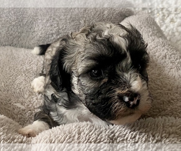 Medium Photo #5 Zuchon Puppy For Sale in RENO, NV, USA