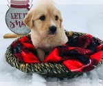 Small Photo #5 English Shepherd-Labrador Retriever Mix Puppy For Sale in FORT COLLINS, CO, USA