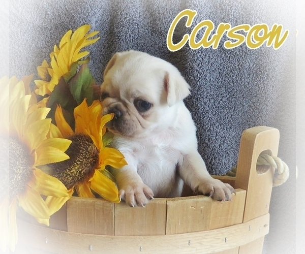 Medium Photo #8 Pug Puppy For Sale in ELVERSON, PA, USA