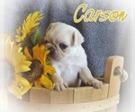 Small Photo #8 Pug Puppy For Sale in ELVERSON, PA, USA