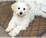 Small #3 Bichpoo-Poochon Mix