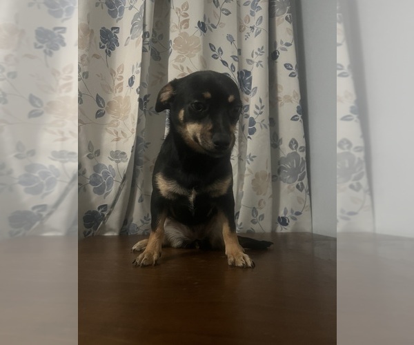 Medium Photo #4 Chihuahua Puppy For Sale in DURHAM, CT, USA