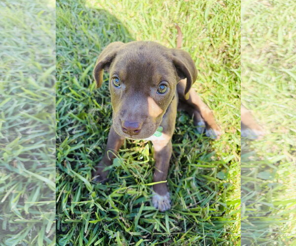 Medium Photo #3 Labrador Retriever-Unknown Mix Puppy For Sale in Royal Palm Beach, FL, USA
