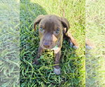 Small Photo #3 Labrador Retriever-Unknown Mix Puppy For Sale in Royal Palm Beach, FL, USA