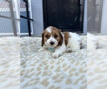 Small Cavachon