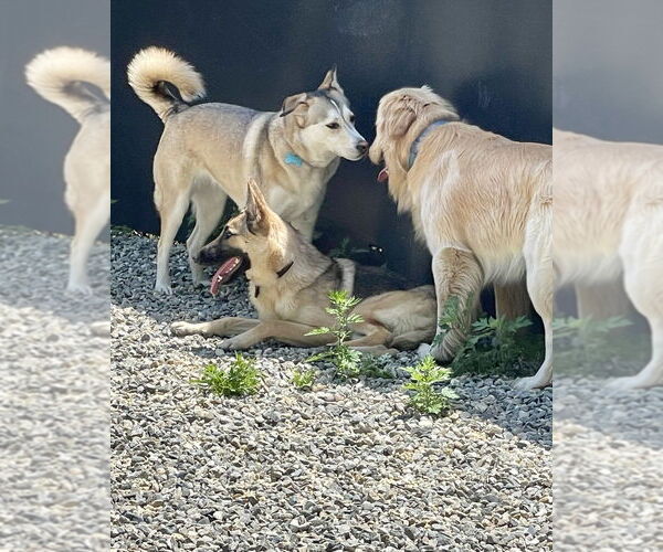 Medium Photo #2 German Shepherd Dog-Siberian Husky Mix Puppy For Sale in Brewster, NY, USA