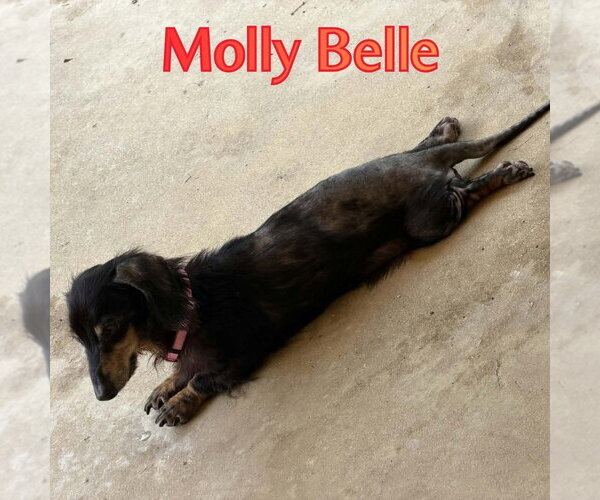 Medium Photo #10 Dachshund Puppy For Sale in San Antonio, TX, USA
