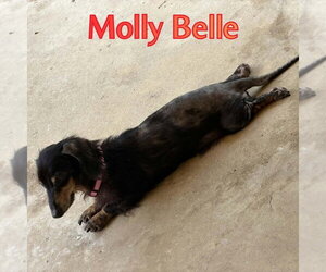 Molly Belle - Female Dachshund Dog for Adoption - Photo #10