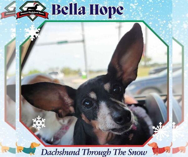 Medium Photo #16 Dachshund-Unknown Mix Puppy For Sale in San Antonio, TX, USA