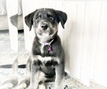 Small Photo #11 Goberian Puppy For Sale in MAINEVILLE, OH, USA