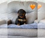 Small Photo #35 Rottweiler Puppy For Sale in NAPA, CA, USA