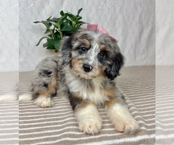 Medium Photo #3 Bernedoodle (Miniature) Puppy For Sale in GREENFIELD, IN, USA