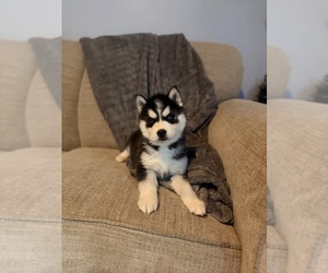 Medium Siberian Husky