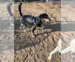 Small #1 Labrador Retriever Mix