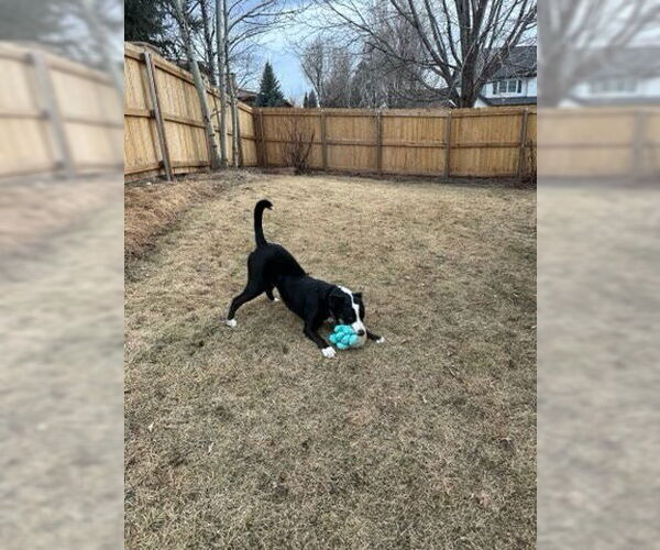 Medium Photo #6 Border Collie-Unknown Mix Puppy For Sale in Winter Park, CO, USA