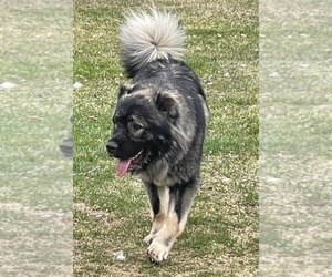 Medium Caucasian Shepherd Dog