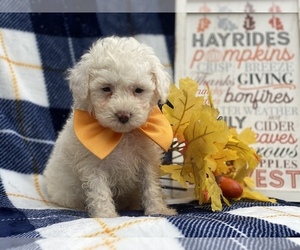 Double Doodle Puppy for sale in CEDAR LANE, PA, USA