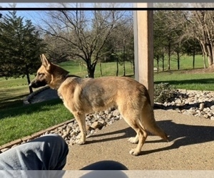 Father of the German Shepherd Dog puppies born on 04/27/2025