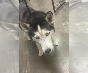 - Mix Dogs for adoption in Rosenberg, TX, USA