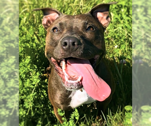 American Pit Bull Terrier-American Staffordshire Terrier Mix Dogs for adoption in Shell Lake , WI, USA