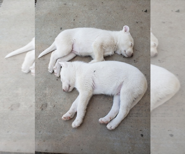 Medium Photo #5 Anatolian Shepherd-Siberian Husky Mix Puppy For Sale in WATERFORD, CA, USA