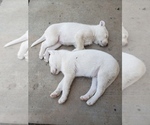 Small #4 Anatolian Shepherd-Siberian Husky Mix
