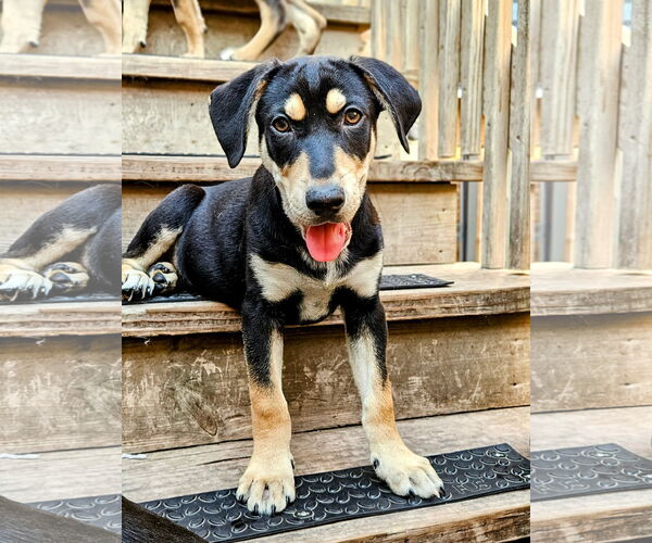 Medium Photo #1 Catahoula Leopard Dog-Rottweiler Mix Puppy For Sale in Chicago, IL, USA