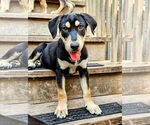 Small Catahoula Leopard Dog-Rottweiler Mix