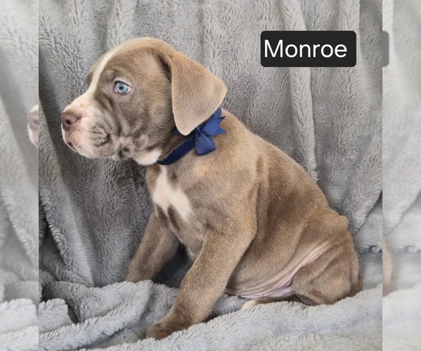 Medium Photo #3 Cane Corso Puppy For Sale in MINERAL WELLS, WV, USA