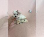 Small #16 Maltese