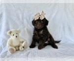 Puppy Bear YorkiePoo