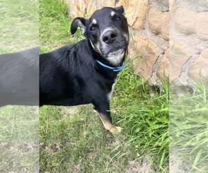 Mutt Dogs for adoption in McKinney, TX, USA