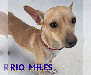 Rio Miles - Male Dachshund-Unknown Mix Dog for Adoption - Photo #14
